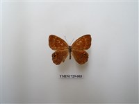 藏品(白點褐蜆蝶)的圖片